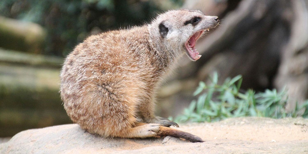 Tierfotografie: Tipps und Techniken für Einsteiger und Fortgeschrittene